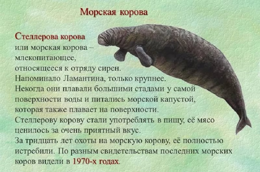 Морская-корова-01